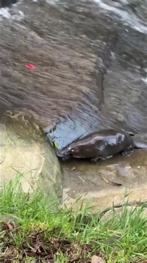 Platypus Emerging From the Water 🦆💦 | A Rare Wildlife Moment