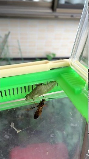アゲハヒメバチ。アゲハチョウのサナギから生まれたハチ、寄生虫に？swallowtail butterfly parasite