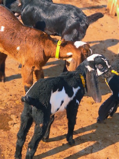 Exploring Modern Farming Practices on the Farm