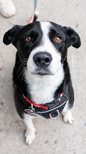 The Dogist on Instagram: "Remi, Border Collie/Siberian Husky/Bulldog mix (4 y/o), Lafayette & Prince St., New York, NY • “He’s my roommate’s dog. He’s a rescue, so we’re not exactly sure of his age. He loves to snuggle, and he hates the dishwasher. He was his shelter’s longest resident – he’s from Texas, and he was at the shelter for ten months. My roommate fostered him, and then had to keep him.” How does your dog feel about the dishwasher?"