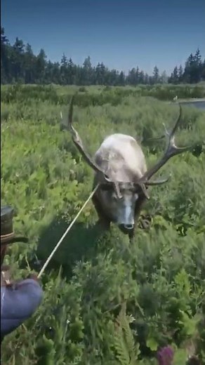 Hunting elk. perfect pelt. Red Dead Redemption 2