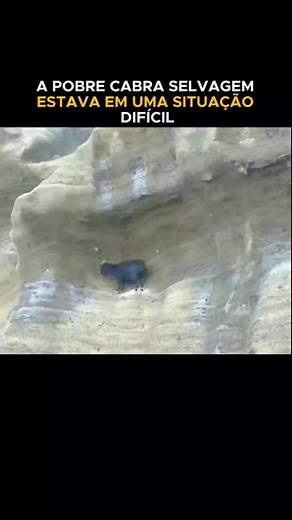 #floresta #selvagens