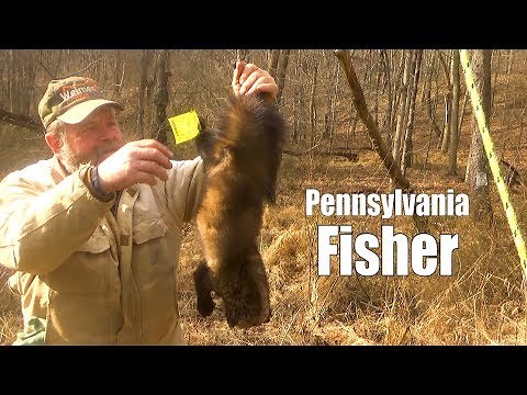Trapping the Fisher in Pennsylvania