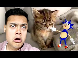 SONIC SLAPS A SLEEPING KITTEN (Reacting To Memes)