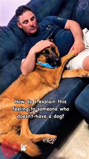 Cuddly dogs that just want to be by your side! 🥰🐶