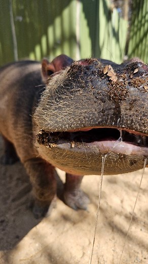 Moholoholo Wildlife Rehab NPC on Instagram: "A little bit of Gloria ✨️ Have you ever seen a hippo run? Gloria gets the zoomies just like your dog at home! We often see our orphans of all species get spurts of energy throughout the day, and you can't help but smile seeing them enjoying a carefree life after a traumatic start! _____________________________________________ #raiseandrelease #rehabandrelease #Gloria #gloriathehippo #hippo #babyhippo #moholoholo #wildliferehab #wildlifesanctuary"