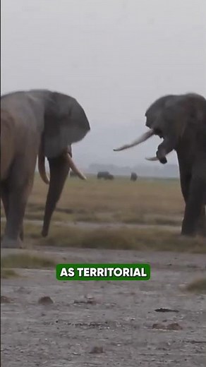 Musth| The Elephant’s Season of Power, Rage, and Survival