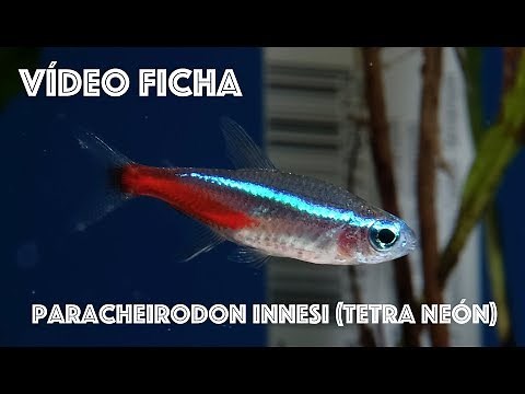 Neon tetra, care and maintenance in the aquarium.