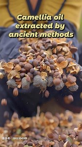 7.5K views · 109 reactions | Chinese traditional way of extracting Camellia oil. #camelliaoil #China #ancient #tradition #camellia | China Xinhua News | Facebook