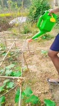 I Tried 10 Watering Techniques For My Plants