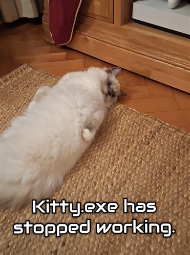 Kitty has encountered an error. #cute #kitten #funny #fyp #noai