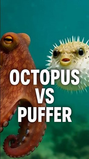 Octopus 🐙 vs Puffer Fish 🐡 | Predator vs Balloon Tank – Ocean Duel!