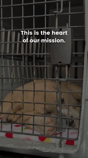 This is the heart of our mission. 💜 At SPCA of Northern Nevada, adoption is just one part of what we do. Every day, we work to help families keep their beloved pets through affordable services, behavior support, and community programs designed for real life with pets. 🐶🐱 Whether you’re welcoming a new companion or navigating challenges with a pet you already love, we’re here to offer support, guidance, and care every step of the way. 🫶🏼 Because we’re better with paws at our sides. 🐾 📍 495
