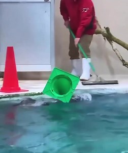 Such a cute helper 🥹❤️❤️ Rate this 0-10 | Hyper Race Associates