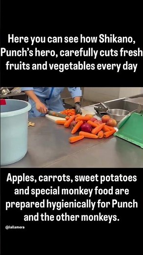 Punch’s food| What Punch and other Monkeys eat 🍎🥕🥔 #punch #monkey #panchi #ichikawa #zoo #japan