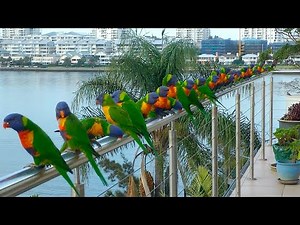 Rainbow Lorikeets Sounds/ On the Balcony #naturesounds