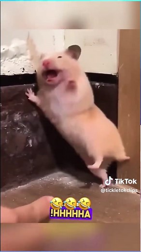 Funny Animals Compilation That Will Make You Laugh