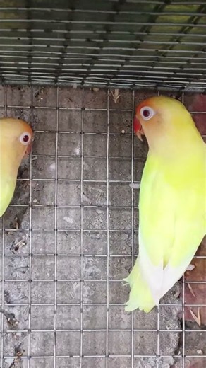 🌈 A Rainbow of Feathers! Beautiful Parrot 🦜✨ #ColorfulParrot🦜❤️ One Tiny Parrot That Stole My Heart