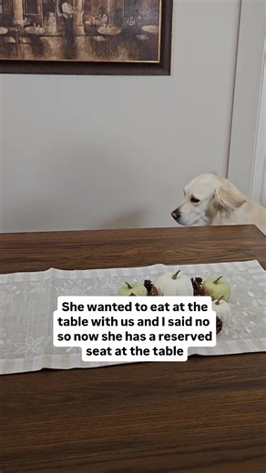 Confident Golden Retriever Takes Her Spot
