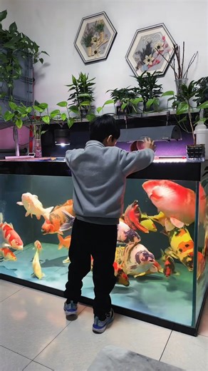 Feed koi high-quality pellets multiple times a day, only what they eat in 2-5 minutes, adjusting for water temperature (less in cold, more in warm) and activity, focusing on easily digestible food like wheat germ when cool, and avoid overfeeding to prevent water pollution and health issues; never feed below 50°F (10°C #AquariumHobby #koi #fish #aquarium | Hendrix backyard TV