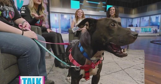 The world's largest mobile cooperative life-saving pet adoption event is rolling into Pittsburgh