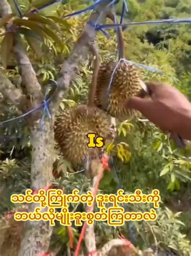 Understanding the Dangers of Fruit Harvesting Jobs