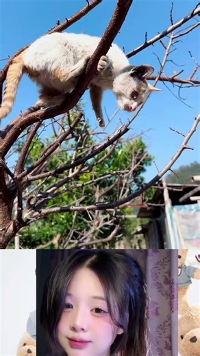 Cat Rescues Mouse #song #music #love #songwrite #songlove #trump #duet #korean