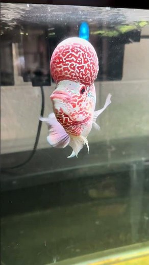 Flowerhorn in Quinn’s Classroom
