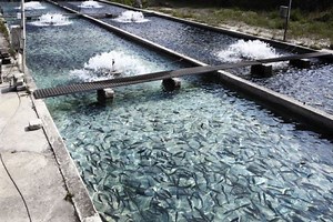 FISH FARM WATER QUALITY MONITORING