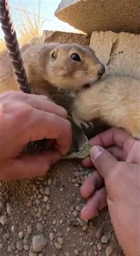 Hands Prying a Strap in a Tight Rocky Burrow