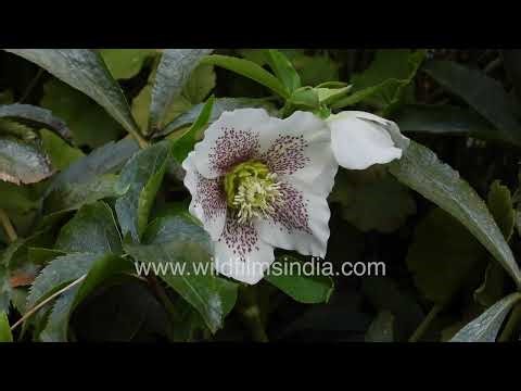 Helleborus orientalis, commonly known as the Lenten Rose