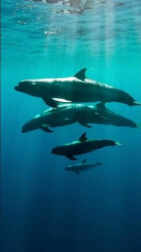 Witness the Elusive False Killer Whale's Stunning Ocean Life 🐋