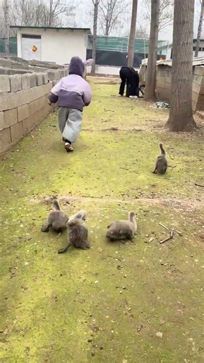 Discover the Black Swan Seedlings: Aquaculture's Hidden Gem