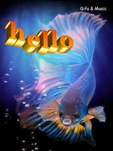 3.7K views · 179 reactions |  Hello  | Gifs & Music | Facebook