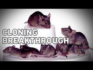 Cloned Mouse is Immortal!
