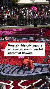 Almost one million blooms were used to create a flower carpet to cover Brussels' historic square. The floral carpet is an annual tradition in the Belgian capital dating back more than 50 years. #belgiantradition #flowercarpet ##Belgium #Brussels #7NEWS | 7NEWS Sydney