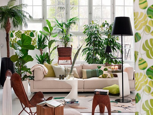 The 20 Best Indoor Tree Plants for Every Room in Your House