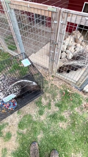 Understanding Charmin: The African Crested Porcupine