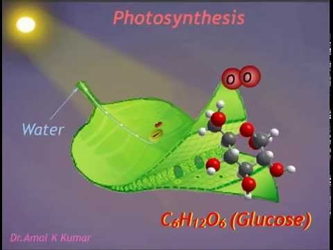 Photosynthesis (Animation) : Photochemical Reaction
