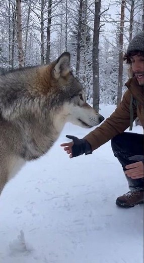Wild Wolf Unexpectedly Befriends a Group of Hikers