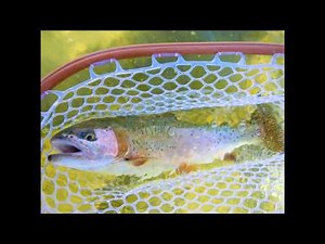 Fly Fishing New Mexico's San Juan River