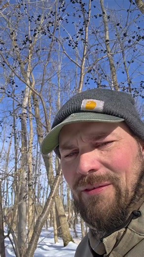 Don't Let This Plant Destroy Your Hunting Property