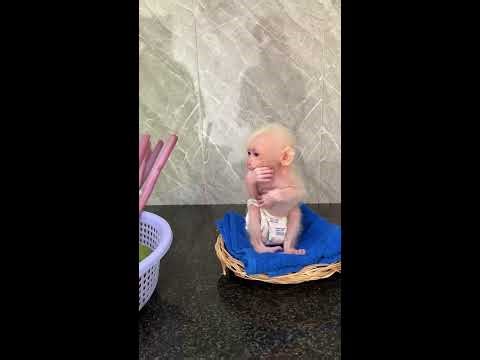 Baby Duke Live Stream