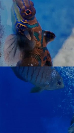 Nieuwe aanvoer op onze Zeewaterafdeling Deze week is onze Zeewaterafdeling weer prachtig aangevuld met een brede selectie nieuwe vissen, lagere dieren en koralen. In het filmpje zie je alvast een indruk van de nieuwste bewoners in de winkel. Van kleurrijke juffers en bijzondere doktersvissen tot schitterende steenkoralen en actieve cleanup-crew—er zit voor elke rifaquariaan iets moois tussen. Vissen & lagere dieren Acanthurus nigricans, Acanthurus triostegus, Alpheus randalli, Amblygobius phalae