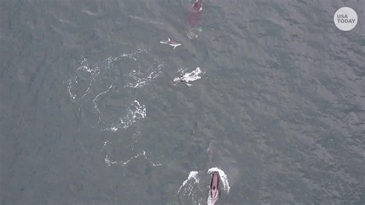 Rare video shows dolphins and killer whales hunting together for the first time in British Columbia. | Observer-Dispatch