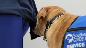 Now, with the launch of our NEW and groundbreaking Online University, students accepted into our guide and service dog training programs can learn at their own pace, before ever holding the leash. A first in the world for working dog schools, our Online University provides people with disabilities a strong foundation and a longer learning period before arrival, all from the comfort of their homes. New students can get to know their classmates and instructors ahead of time, reducing that “I’m new