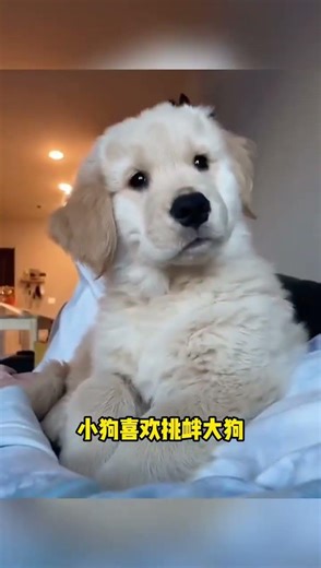 Tiny Dog Takes on Mount Tai: A Heartwarming Adventure