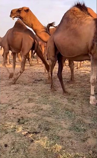 جمال وعظمة الإبل في قلب البر ✨