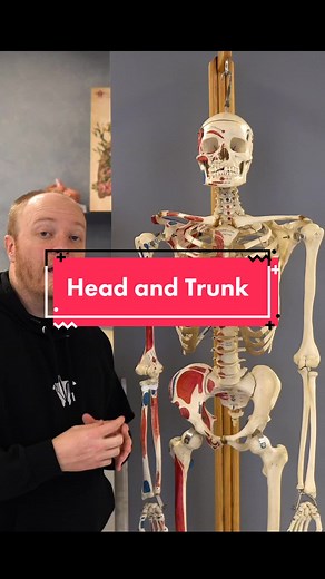 Understanding the Anatomy of the Head and Trunk