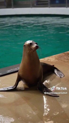 Meet Pyp, the Adorable California Sea Lion at Mystic Aquarium!